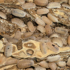 Cubaris murina 
