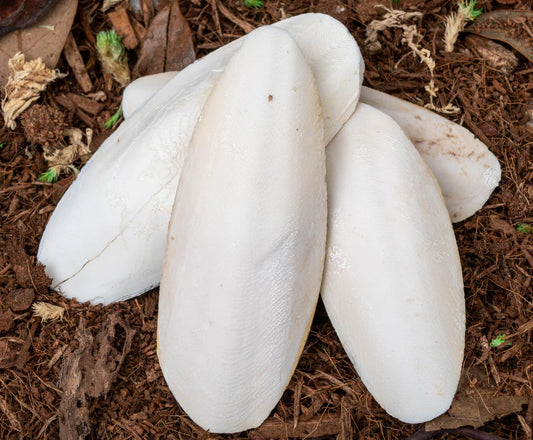 Natural Cuttlebones