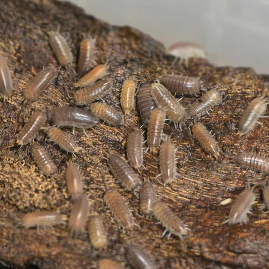 Cylisticus convexus