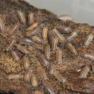 Cylisticus convexus