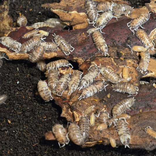 Cylisticus convexus "Ukraine Pied"