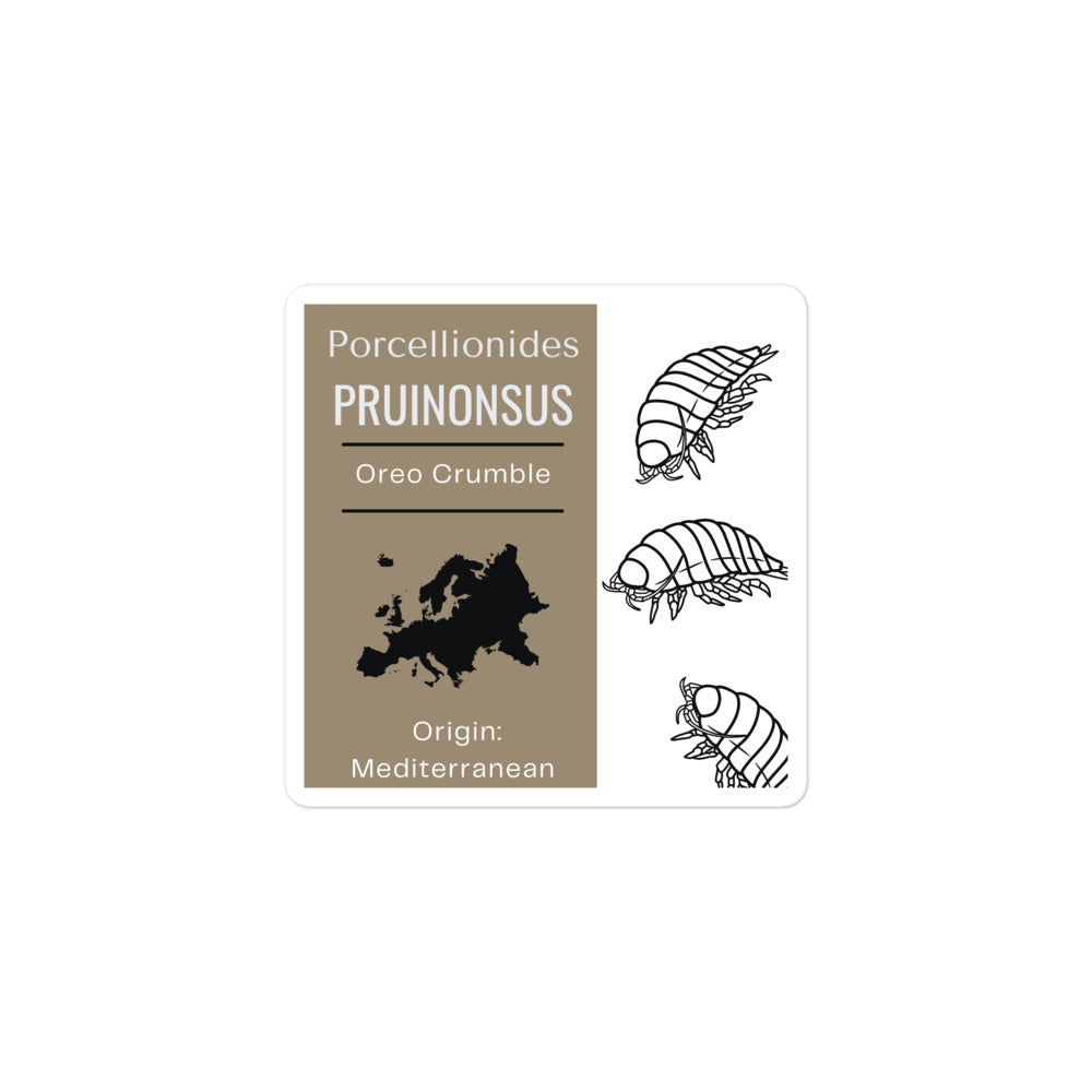 Label for Porcellionides pruinonsu - Oreo Crumble