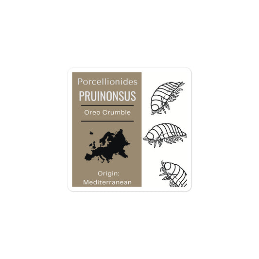 Label for Porcellionides pruinonsu - Oreo Crumble