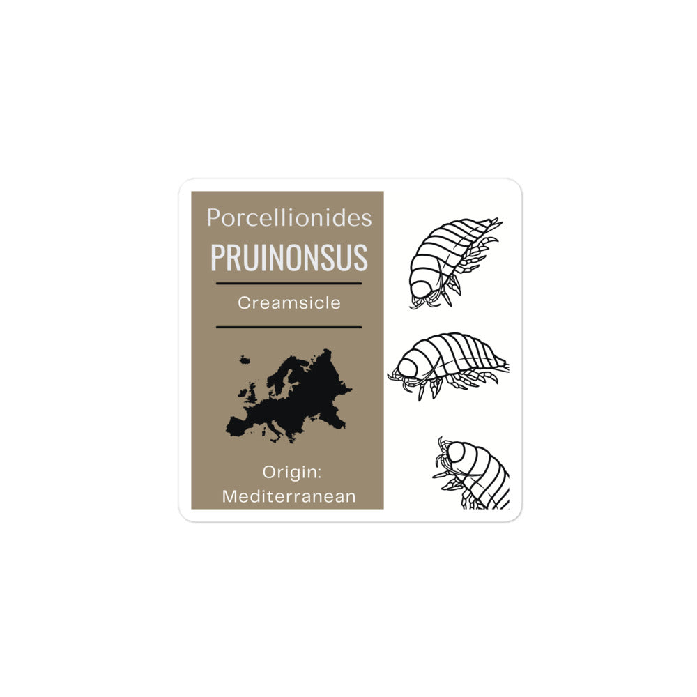 Label for Porcellionides pruinonsus - Creamsicle