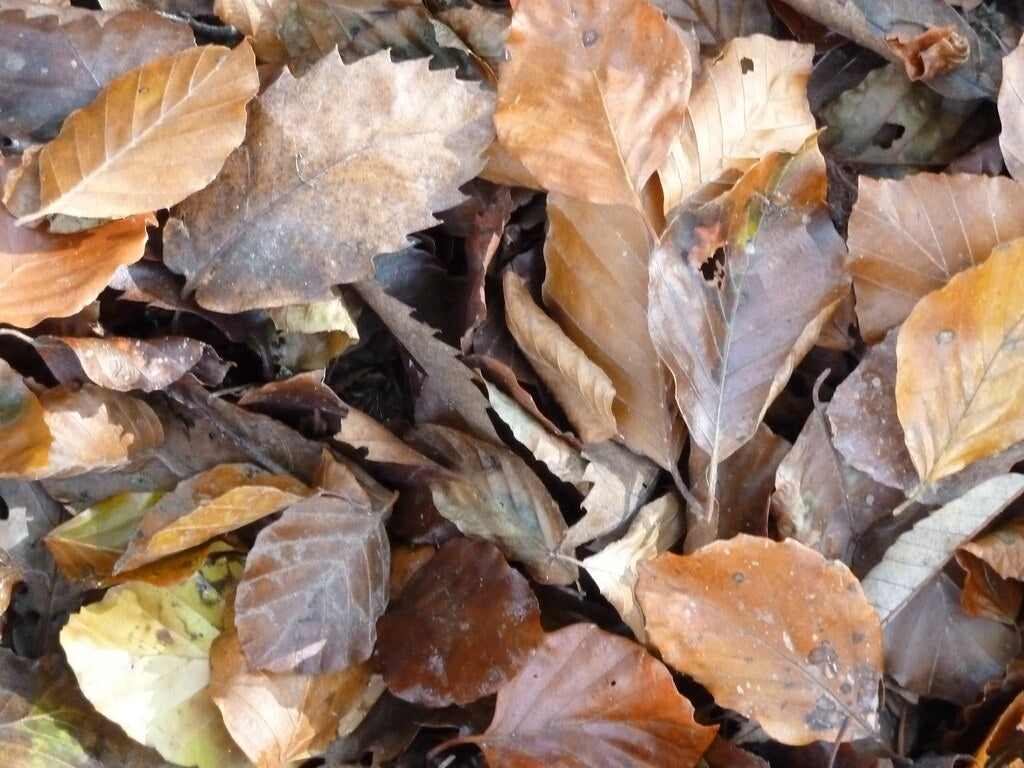 Pesticide-Free Leaf Litter – Safe, Natural, and Parasite-Free