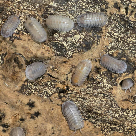 Nesodillo "Silver Ghost"