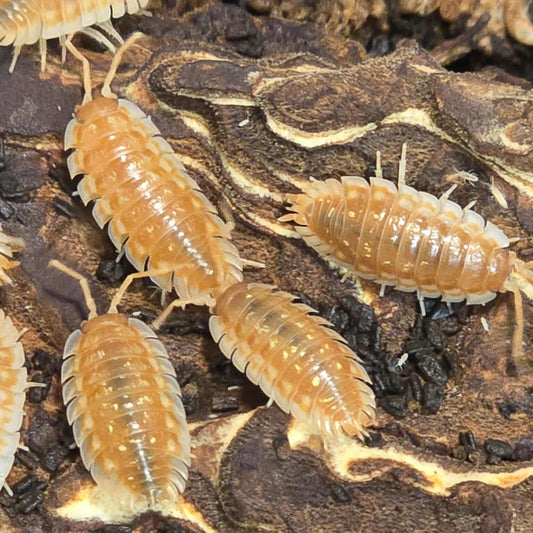 BC Maple Isopods (Oniscus asellus)