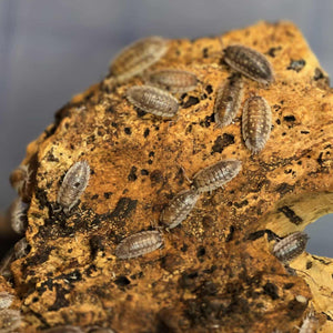 Oniscus asellus