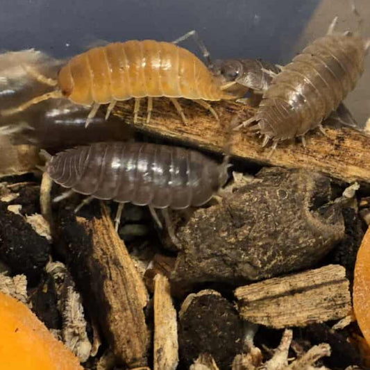Porcellio laevis "Cali Mix"