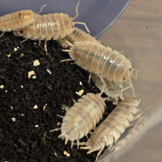 Porcellio laevis "How Now"