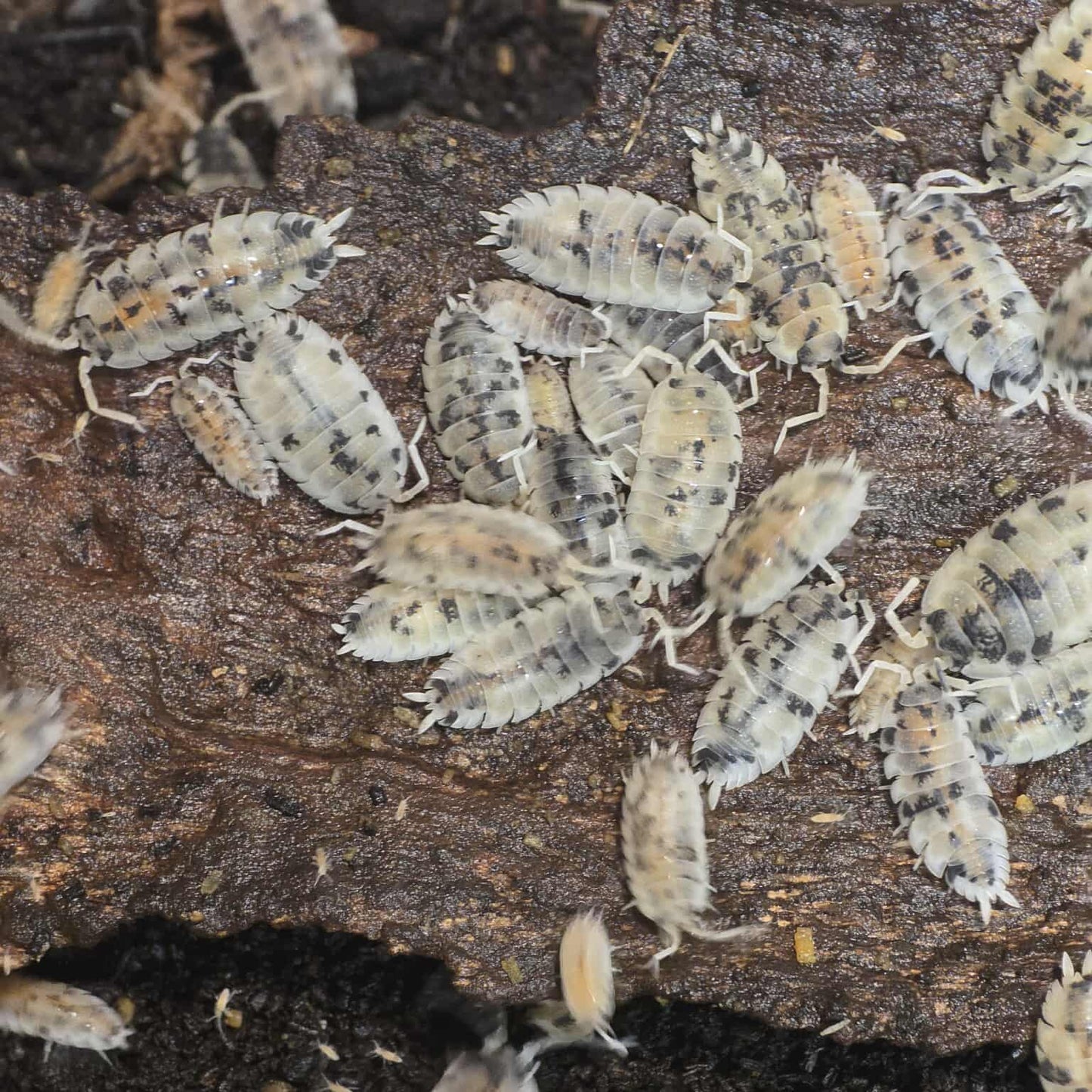 Porcellio scaber "Moo Cows"