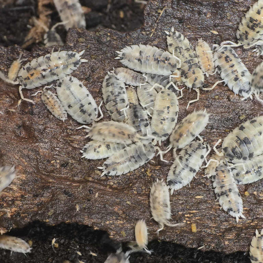 Porcellio scaber "Moo Cows"