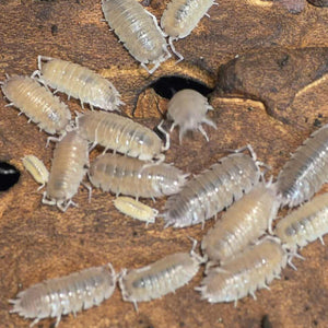 Porcellio incanus