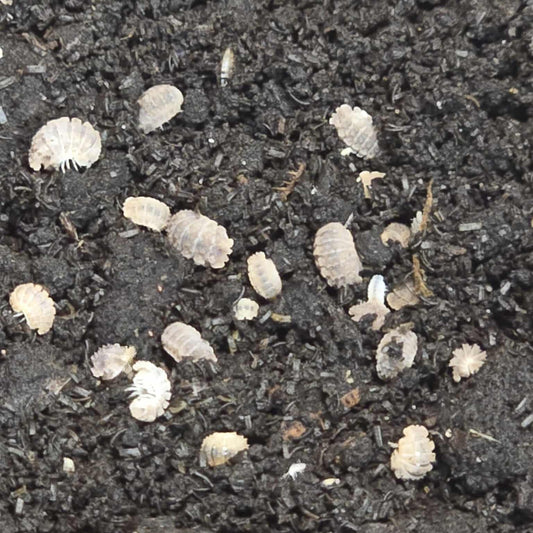 Reductoniscus tuberculatus