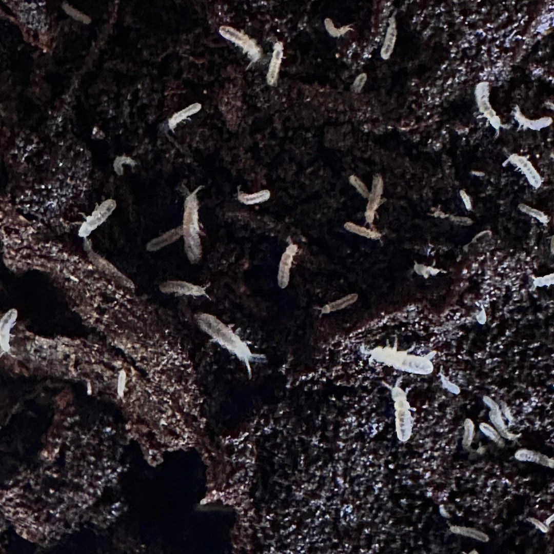 White Springtails β Bioactive Cleanup Crew β Maritime Mantis
