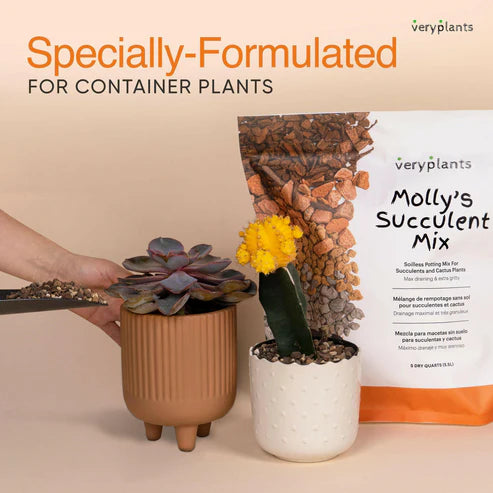 Molly's Succulent Mix