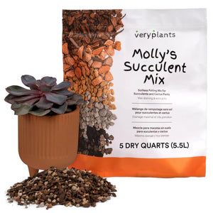 Molly's Succulent Mix