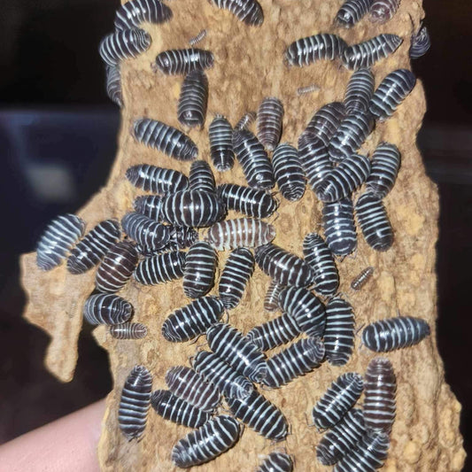 Zebra Isopods - Armadillidium maculatum